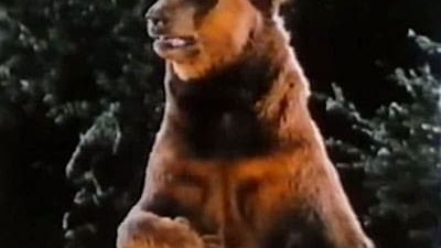 La légende de l'ours de bronze streaming vf